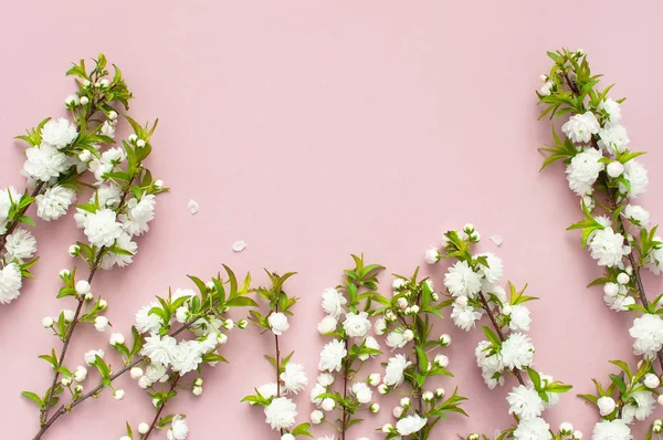 핑크 배경 상위 뷰 평면에 백색 꽃을 가진 아름 다운 부드러운 봄 나뭇가지 텍스트 위한 공간을 놓으십시오. 섬세 한 꽃으로 인사말 카드 — 스톡 사진