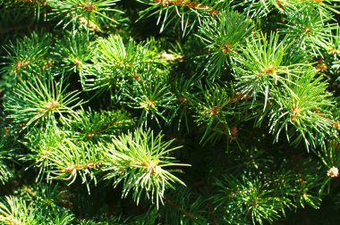 Parlak yeşil dallar bir kürk-ağaç veya çam. Noel ağacı dalları arka plan.