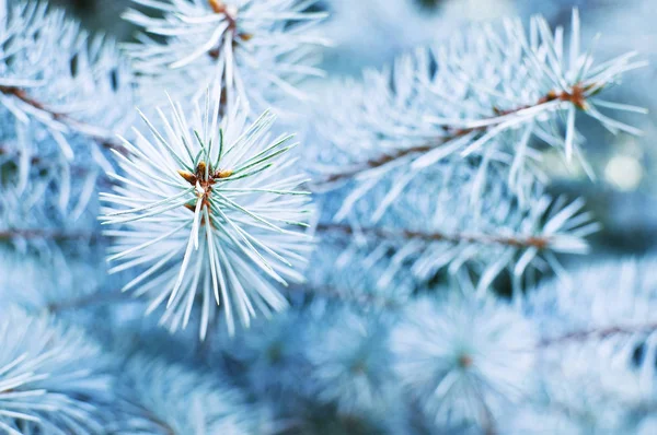 Zbliżenie oddziału świerk kłujący. Puszyste młode oddział Fir tree tle natura — Zdjęcie stockowe