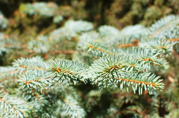 Pine or fir branches on a blurry abstract background. Background of Christmas tree branches. — Stock Photo, Image