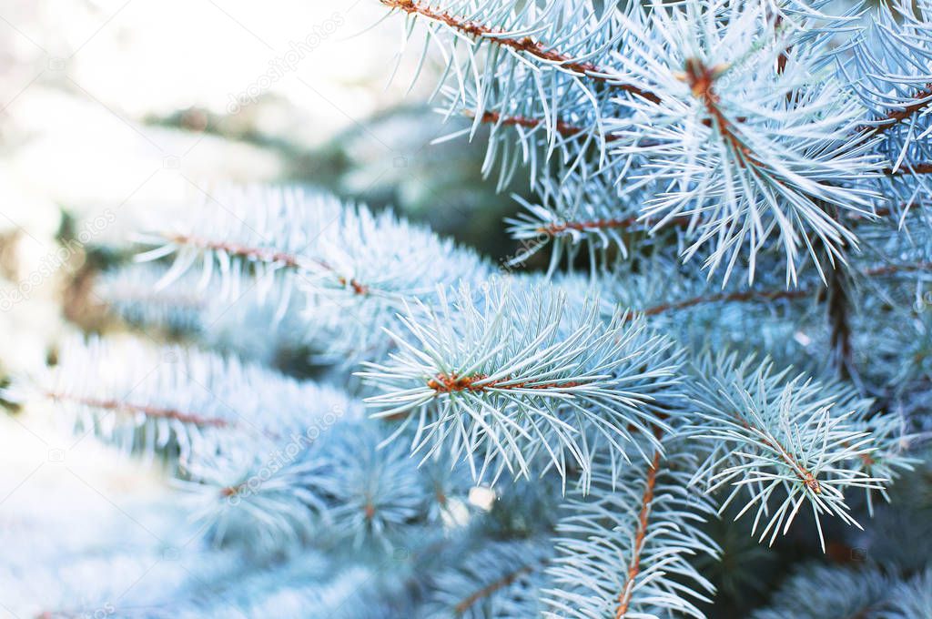 Closeup of a blue spruce branch. Fluffy young branch Fir tree background nature