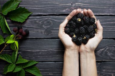 Erkek BlackBerry üzerinde karanlık rustik ahşap arka plan yukarıdan eller. Berry, vitaminler, gıda arka plan