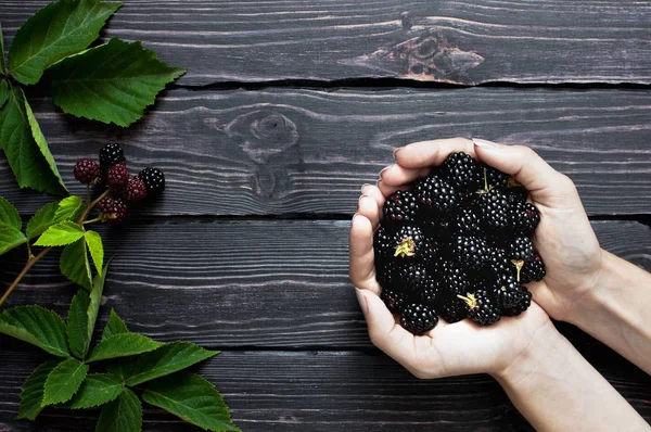 Blackberry Female Hands Dark Rustic Wooden Background Top View Berry — Stock Photo, Image