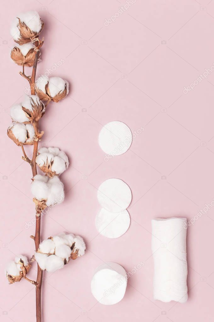 Spa concept. Flat lay background with branch of cotton plant, cotton pads. Cotton Cosmetic Makeup Removers Tampons. Hygienic sanitary swabs on pink background Top view