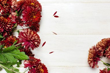 Beyaz ahşap zemin üzerinde kırmızı sonbahar kasımpatı çiçekleri. Üstten görünüm kopya alanı. Krizantem duvar kağıdı. Çiçek arka plan sonbahar buket yaşam tarzı