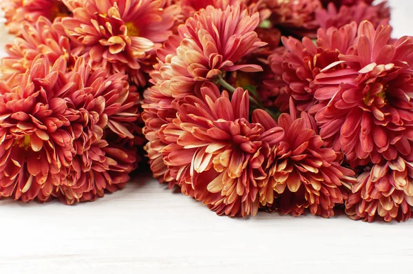 Röda Höstens Krysantemum Blommor Vit Trä Bakgrund Kopia Utrymme Krysantemum — Stockfoto