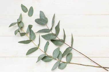 Okaliptüs twigs Beyaz ahşap zemin üzerinde. Yat, görünümü, kopya alanı top. Çiçek arka plan, çiçek kompozisyon