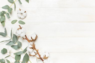 Okaliptüs twigs ve pamuk çiçek beyaz ahşap zemin üzerinde. Yat, görünümü, kopya alanı top. Çiçek arka plan, çiçek kompozisyon