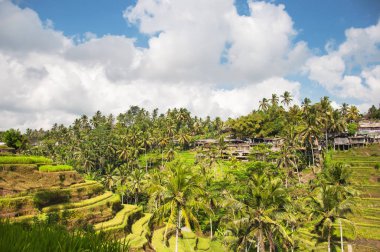 Tegallalang pirinç terasları. Ubud, Bali, Endonezya. Güzel yeşil pirinç tarlaları, doğal arka plan. Seyahat kavramı, Bali ünlü yerler.