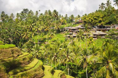 Tegallalang pirinç terasları. Ubud, Bali, Endonezya. Güzel yeşil pirinç tarlaları, doğal arka plan. Seyahat kavramı, Bali ünlü yerler.