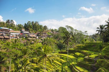 Tegallalang pirinç terasları. Ubud, Bali, Endonezya. Güzel yeşil pirinç tarlaları, doğal arka plan. Seyahat kavramı, Bali ünlü yerler.