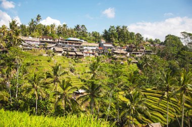Tegallalang pirinç terasları. Ubud, Bali, Endonezya. Güzel yeşil pirinç tarlaları, doğal arka plan. Seyahat kavramı, Bali ünlü yerler.