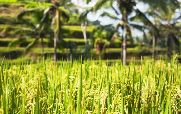 Close up of green rice field and palm trees in the background. Texture of growing rice, green grass. Rice farm, field, paddy. Selective focus. Tegallalang Rice Terraces. Ubud, Bali, Indonesia.