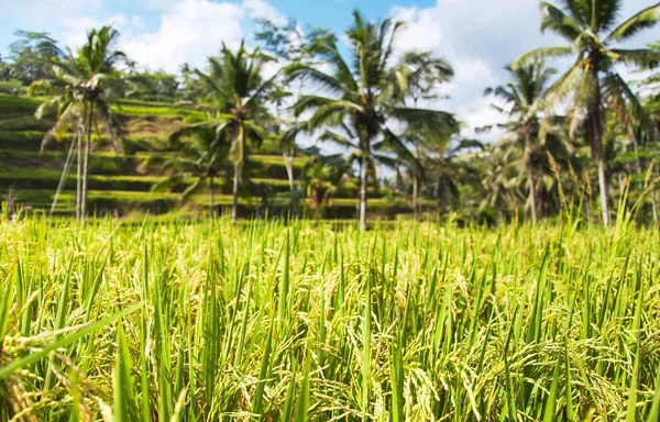 Close up of green rice field and palm trees in the background. Texture of growing rice, green grass. Rice farm, field, paddy. Selective focus. Tegallalang Rice Terraces. Ubud, Bali, Indonesia.