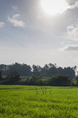 Gündoğumu, yeşil genç pirinç alan. Ubud, Bali, Endonezya. Güzel yeşil pirinç tarlaları, doğal güzel tropikal arka plan. Artan pirinç, yeşil çim dokusu. Çiftlik çeltik.