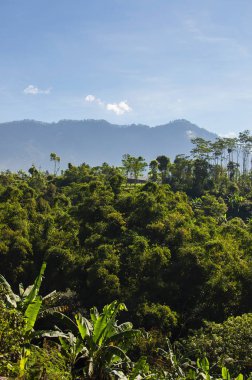 Pirinç terasları ve mavi gökyüzü, Ubud, Bali, Endonezya. Güzel yeşil genç pirinç tarlaları, doğal tropikal arka plan. Pirinç çiftlik, alan, paddy. Seyahat kavramı