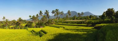 Panoramik pirinç terasları ve mavi gökyüzü, Ubud, Bali, Endonezya. Güzel yeşil genç pirinç tarlaları, doğal güzel tropikal arka plan. Pirinç çiftlik, alan, paddy. Seyahat kavramı.