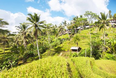 Tegallalang pirinç terasları. Ubud, Bali, Endonezya. Güzel yeşil pirinç tarlaları, doğal arka plan. Seyahat kavramı, Bali ünlü yerler.