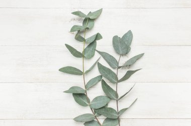 Okaliptüs twigs Beyaz ahşap zemin üzerinde. Yat, görünümü, kopya alanı top. Çiçek arka plan, çiçek kompozisyon