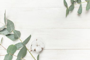 Okaliptüs twigs ve pamuk çiçek beyaz ahşap zemin üzerinde. Yat, görünümü, kopya alanı top. Çiçek arka plan, çiçek kompozisyon