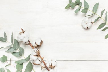 Okaliptüs twigs ve pamuk çiçek beyaz ahşap zemin üzerinde. Yat, görünümü, kopya alanı top. Çiçek arka plan, çiçek kompozisyon