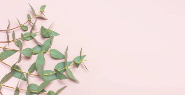 Okaliptüs pastel pembe çırpı. Yat, görünümü, kopya alanı top. Çiçek arka plan, kompozisyon, yeşil okaliptüs yaprakları çiçekler, yukarı alay