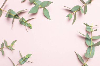 Okaliptüs şube pastel pembe bir arka plan üzerinde çerçeve yaptı. Yat, görünümü, kopya alanı top. Çiçek arka plan, kompozisyon, yeşil Okaliptüs yaprakları çiçekler, yukarı alay