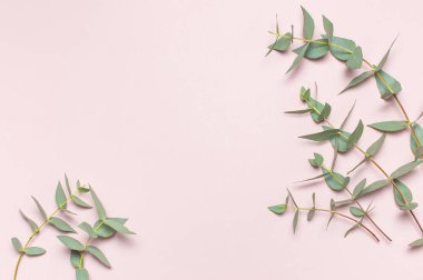 Okaliptüs pastel pembe çırpı. Yat, görünümü, kopya alanı top. Çiçek arka plan, kompozisyon, yeşil okaliptüs yaprakları çiçekler, yukarı alay