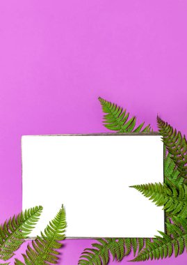 Tropikal yaz arka plan, yeşil eğreltiotu yaprakları ve beyaz sayfa boş metin parlak pembe arka plan en iyi görünüm düz için yatıyordu. Yaz çiçek kompozisyon, yeşil yaprak çerçeve doğa kavramı model tasarımı için