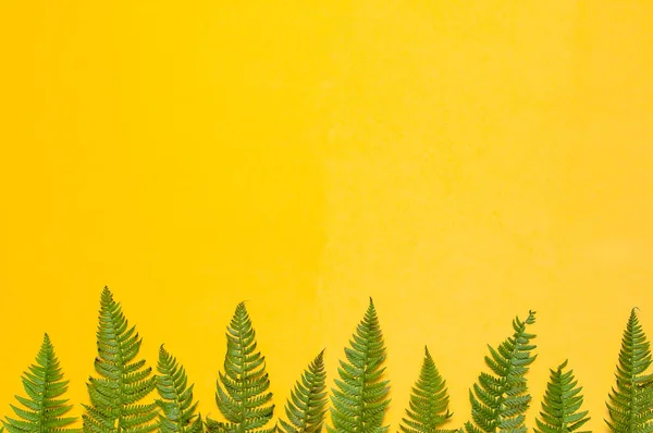 Liście Zielony Paproci Tropikalnych Lato Tło Górze Jasne Żółte Tło — Zdjęcie stockowe