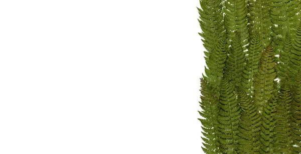 Τροπικό καλοκαίρι φόντο, φύλλα πράσινο φτέρη που απομονώνονται σε λευκό φόντο το top view επίπεδη θέσει αντίγραφο χώρου. Καλοκαιρινό floral σύνθεση, πράσινο πλαίσιο leaf. Αντίληψη της φύσης — Φωτογραφία Αρχείου