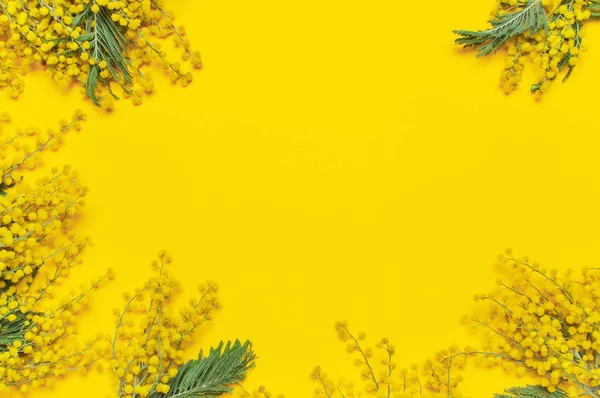 Mimosa kwiaty na żółtym tle góry widok płaski świeckich kopiować przestrzeń. Wiosna, delikatny skład, koncepcja sezonu wiosennego, symbol 8 marca, szczęśliwego dnia kobiet. Kwiat tło, Wielkanoc ozdoby. — Zdjęcie stockowe