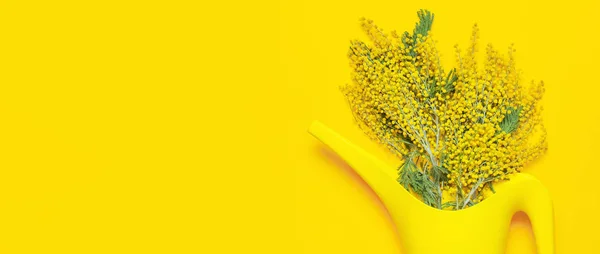 Flores de Mimosa sobre fondo amarillo vista superior plano yacía espacio de copia. La composición tierna primaveral, el concepto de la temporada primaveral, el símbolo del 8 de marzo, el día feliz femenino. Fondo de flores, Decoración de Pascua . — Foto de Stock