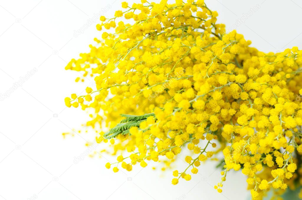 Spring bouquet of yellow mimosa flowers in turquoise vase against the light wall copy space. Gentle composition, concept of spring season, symbol of 8 March, happy women's day. Flower background