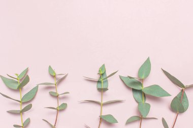 Okaliptüs pastel pembe çırpı. Yat, görünümü, kopya alanı top. Çiçek arka plan, kompozisyon, yeşil okaliptüs yaprakları çiçekler, yukarı alay.