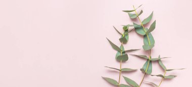 Okaliptüs pastel pembe çırpı. Yat, görünümü, kopya alanı top. Çiçek arka plan, kompozisyon, yeşil okaliptüs yaprakları çiçekler, yukarı alay.