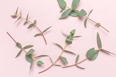 Okaliptüs pastel pembe çırpı. Yat, görünümü, kopya alanı top. Çiçek arka plan, kompozisyon, yeşil okaliptüs yaprakları çiçekler, yukarı alay.