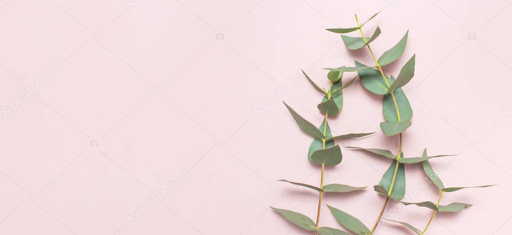 Eucalyptus twigs on pastel pink background. Flat lay, top view, copy space. Floral background, flowers composition, green Eucalyptus leaves, mock up.