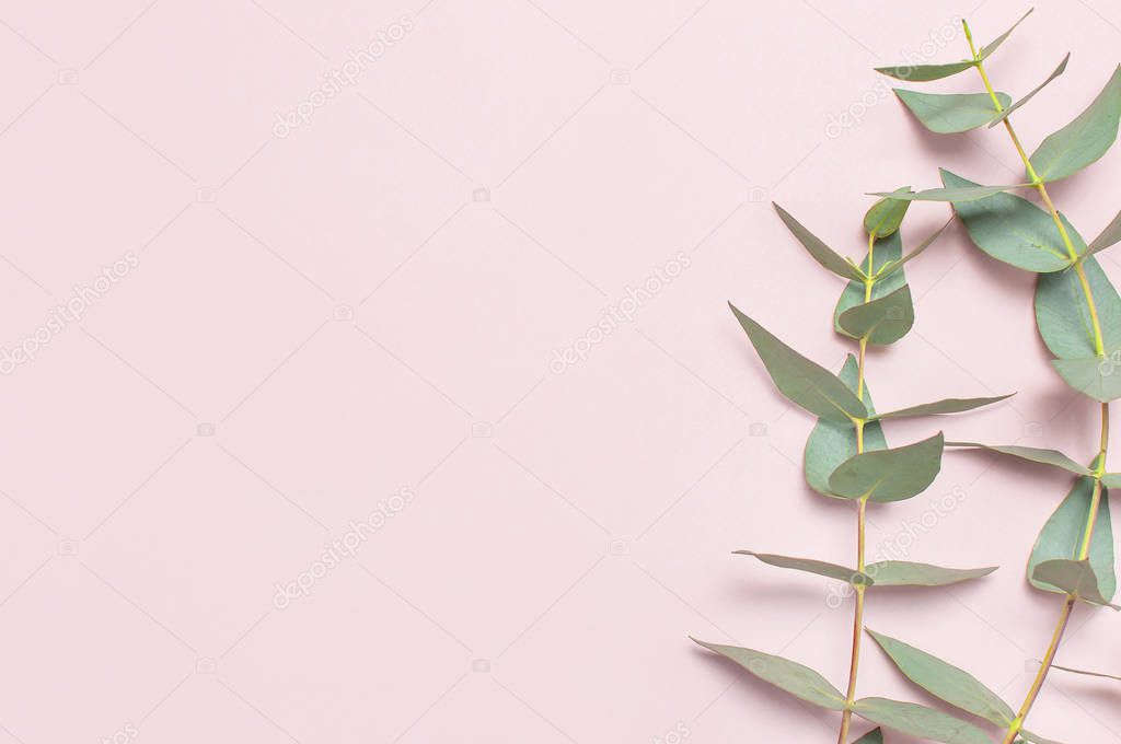 Eucalyptus twigs on pastel pink background. Flat lay, top view, copy space. Floral background, flowers composition, green Eucalyptus leaves, mock up.