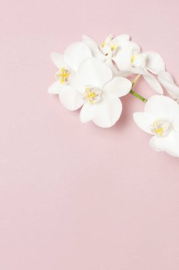 Pastel pembe bir arka plan üstüne güzel beyaz Phalaenopsis orkide çiçekler düz lay görüntüleyin. Tropikal çiçek, dal orkide kapatın. Pembe orkide arka plan. Tatil, Bayan gün, çiçek kartı, güzellik