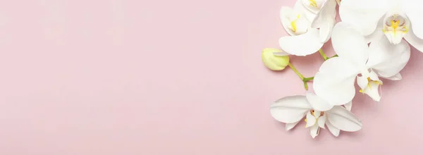 파스텔 핑크 배경 위에 아름 다운 화이트 Phalaenopsis 난초 꽃 볼 플랫 하다. 열 대 꽃, 난초의 분기 닫습니다. 분홍색 난초 배경입니다. 휴일, 여자 하루, 꽃 카드, 아름다움 — 스톡 사진