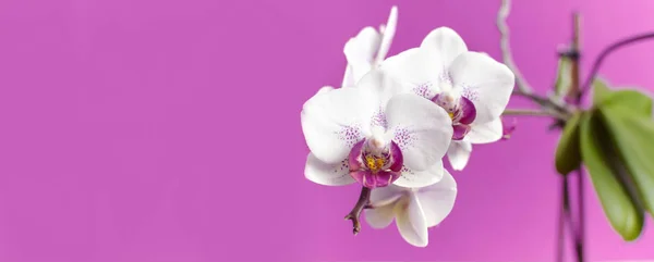 Hermoso blanco con flores de orquídea Phalaenopsis rosa sobre fondo rosa brillante. Flor tropical, rama de orquídea de cerca. Fondo de orquídea rosa. Vacaciones, Día de la Mujer, Tarjeta de flores plana laico — Foto de Stock