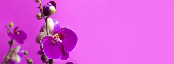 Beautiful purple Phalaenopsis orchid flowers on bright pink background. Tropical flower, branch of orchid close up. Pink orchid background. Holiday, Women\'s Day, Flower Card flat lay