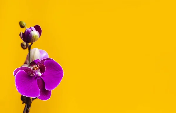 Hermosas flores de orquídea Phalaenopsis púrpura sobre fondo amarillo brillante. Flor tropical, rama de orquídea de cerca. Fondo de orquídea rosa. Vacaciones, Día de la Mujer, Tarjeta de flores plana laico — Foto de Stock