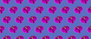 Parlak mavi zemin üzerine desen güzel mor Phalaenopsis orkide çiçekler. Tropikal çiçek deseni. Yaratıcı çiçek arka plan. Tatil, kadınlar günü, çiçek kartı düz yatıyordu. Yaratıcı çiçek afiş