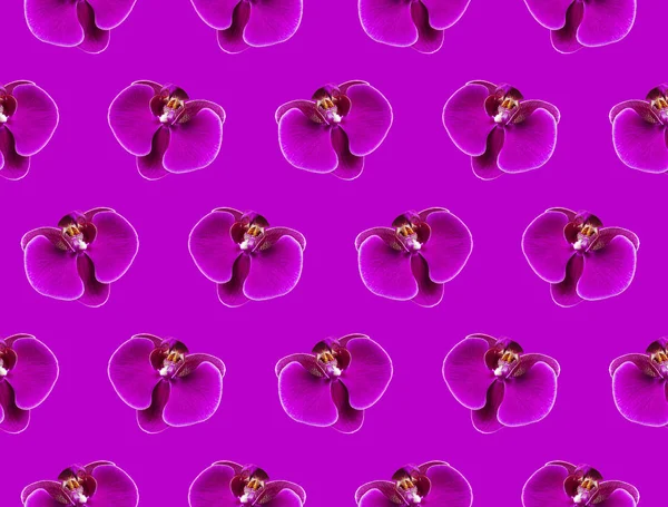 Pattern Beautiful purple Phalaenopsis orchid flowers on bright purple background. Tropical flower, flower pattern. Creative floral background. Holiday, Women\'s Day, Flower Card flat lay