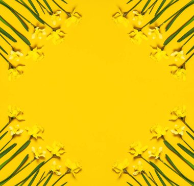 Bahar çiçek arka plan. Çerçeve nergis veya nergis çiçek sarı arka plan en iyi görünüm düz üzerinde yatıyordu. Paskalya kavramı, 8 Mart Dünya Kadınlar Günü tatil. Çiçekli kart. Metin için yer