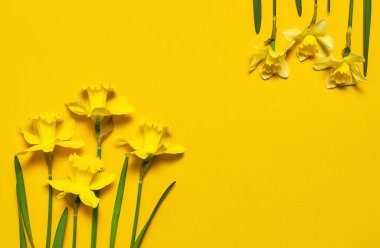 Bahar çiçek arka plan. Sarı nergis veya nergis çiçek sarı arka plan üstüne düz lay görüntüleyin. Paskalya kavramı, 8 Mart Dünya Kadınlar Günü tatil. Çiçekli kart. Metin için yer