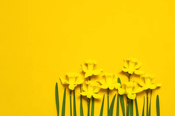 Fondo floral de primavera. Narciso amarillo o flores de narciso sobre fondo amarillo vista superior plano laico. Concepto de Pascua, Día Internacional de la Mujer, 8 de marzo, festivo. Tarjeta con flores. Lugar para el texto — Foto de Stock