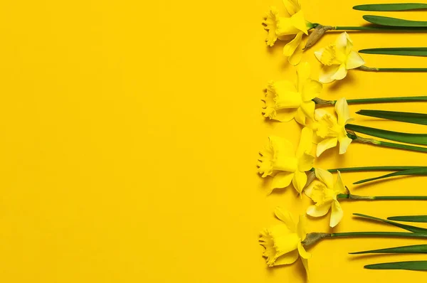 Fondo floral de primavera. Narciso amarillo o flores de narciso sobre fondo amarillo vista superior plano laico. Concepto de Pascua, Día Internacional de la Mujer, 8 de marzo, festivo. Tarjeta con flores. Lugar para el texto — Foto de Stock